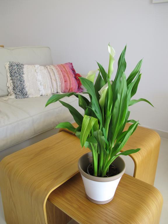 Seafront Calista Beach House With Garden غليفادا المظهر الخارجي الصورة